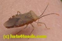 /home//u458753944/public_html/sourcegallery//////////Insects and small critters/aphids cicadas lanternflies and true bugs (Hemiptera)/P1040681.JPG